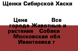 Щенки Сибирской Хаски › Цена ­ 20 000 - Все города Животные и растения » Собаки   . Московская обл.,Ивантеевка г.